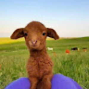 Meet your Posher, Thurber